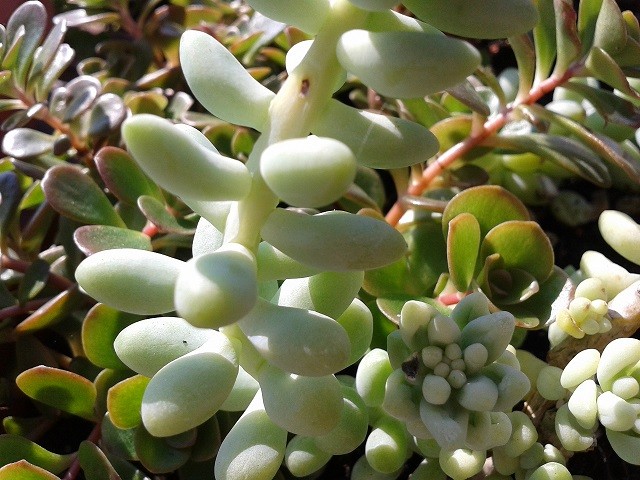 sedum burito
